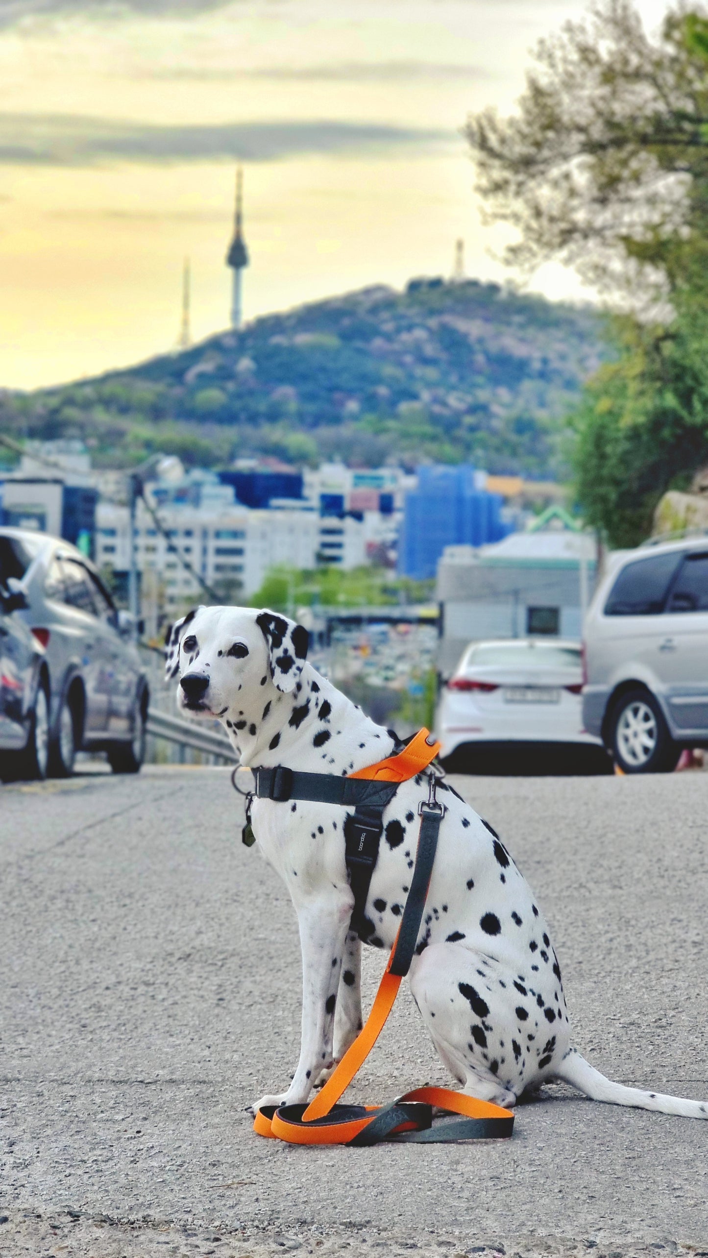 [BOONDOG] 0109 Harness Red