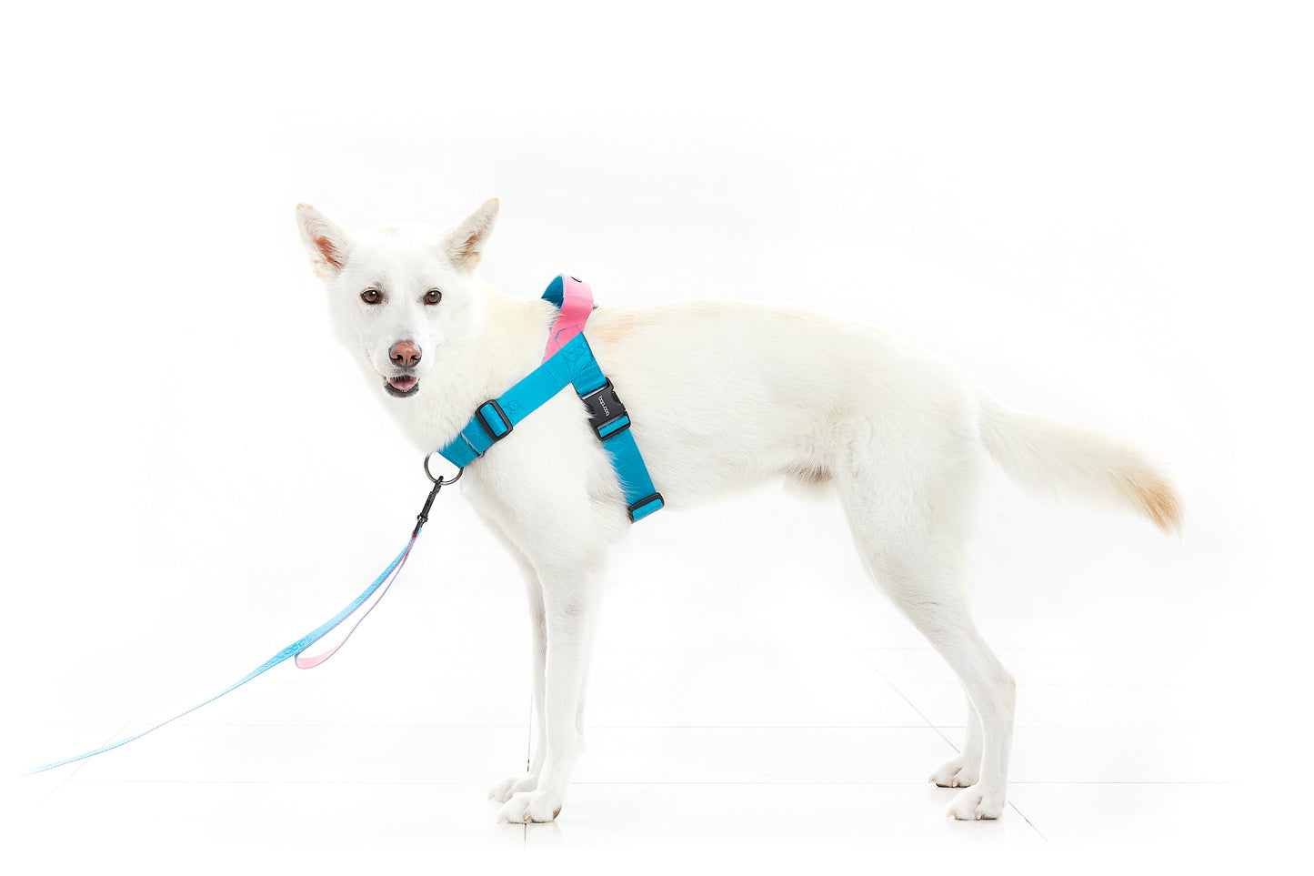 [BOONDOG] 0109 Harness Cream Blue