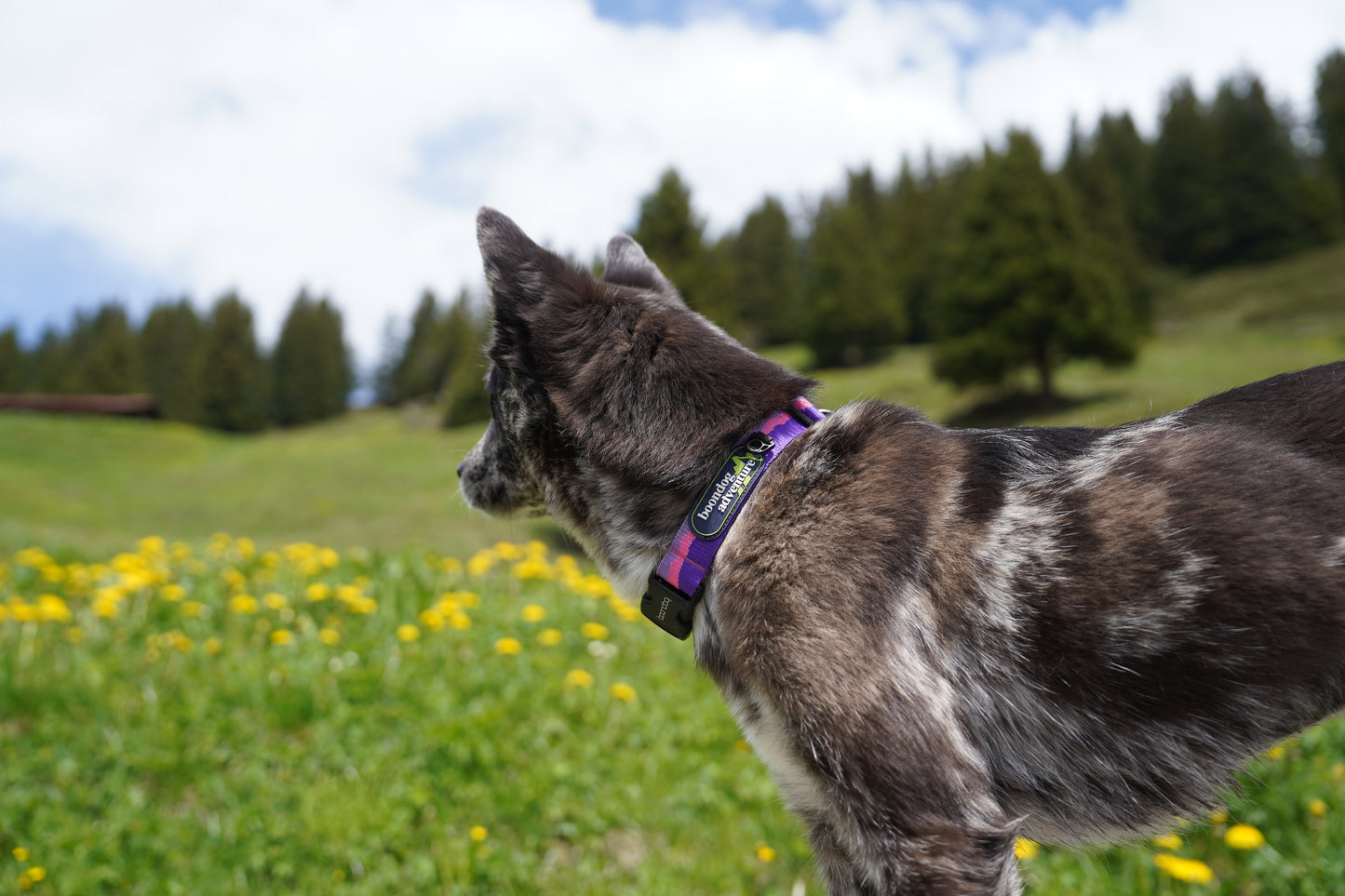 [BOONDOG] Adventure Original Collar Green