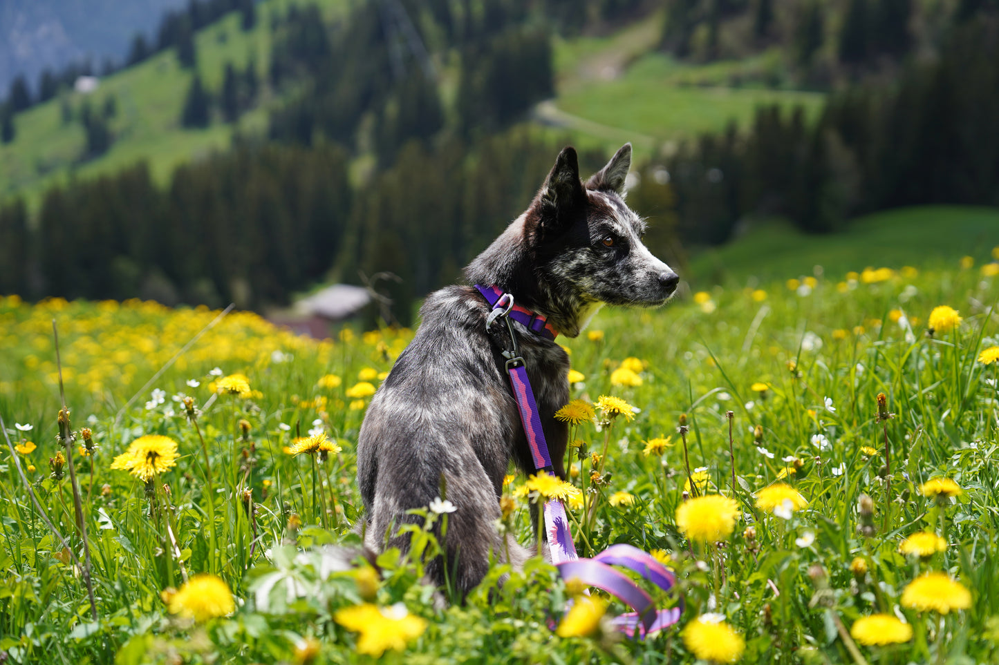 [BOONDOG] Adventure Original Collar Purple