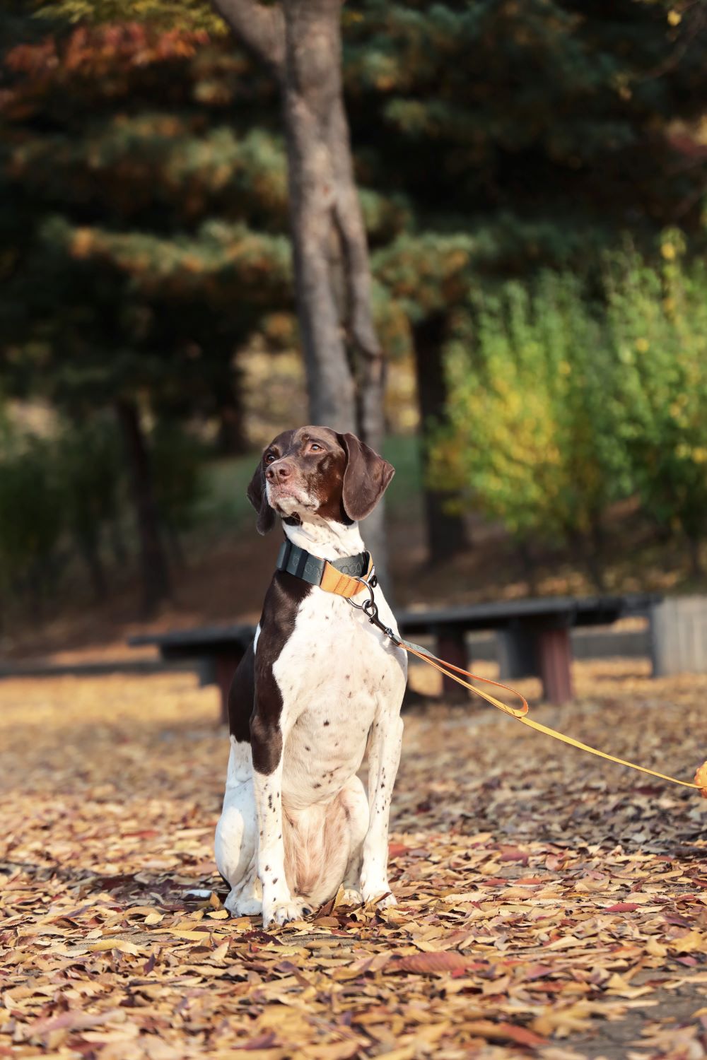 [BOONDOG] Martingale Wide Collar Khaki Orange