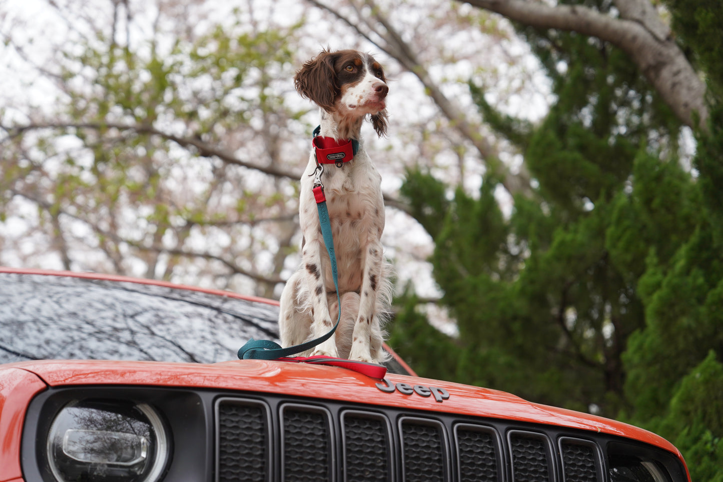 [BOONDOG] Martingale Wide Collar Khaki Orange