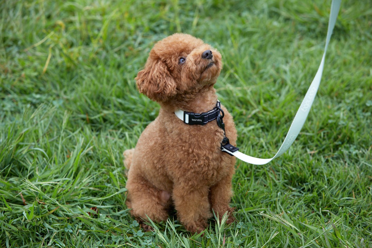 [BOONDOG] Original Collar Aqua Pink