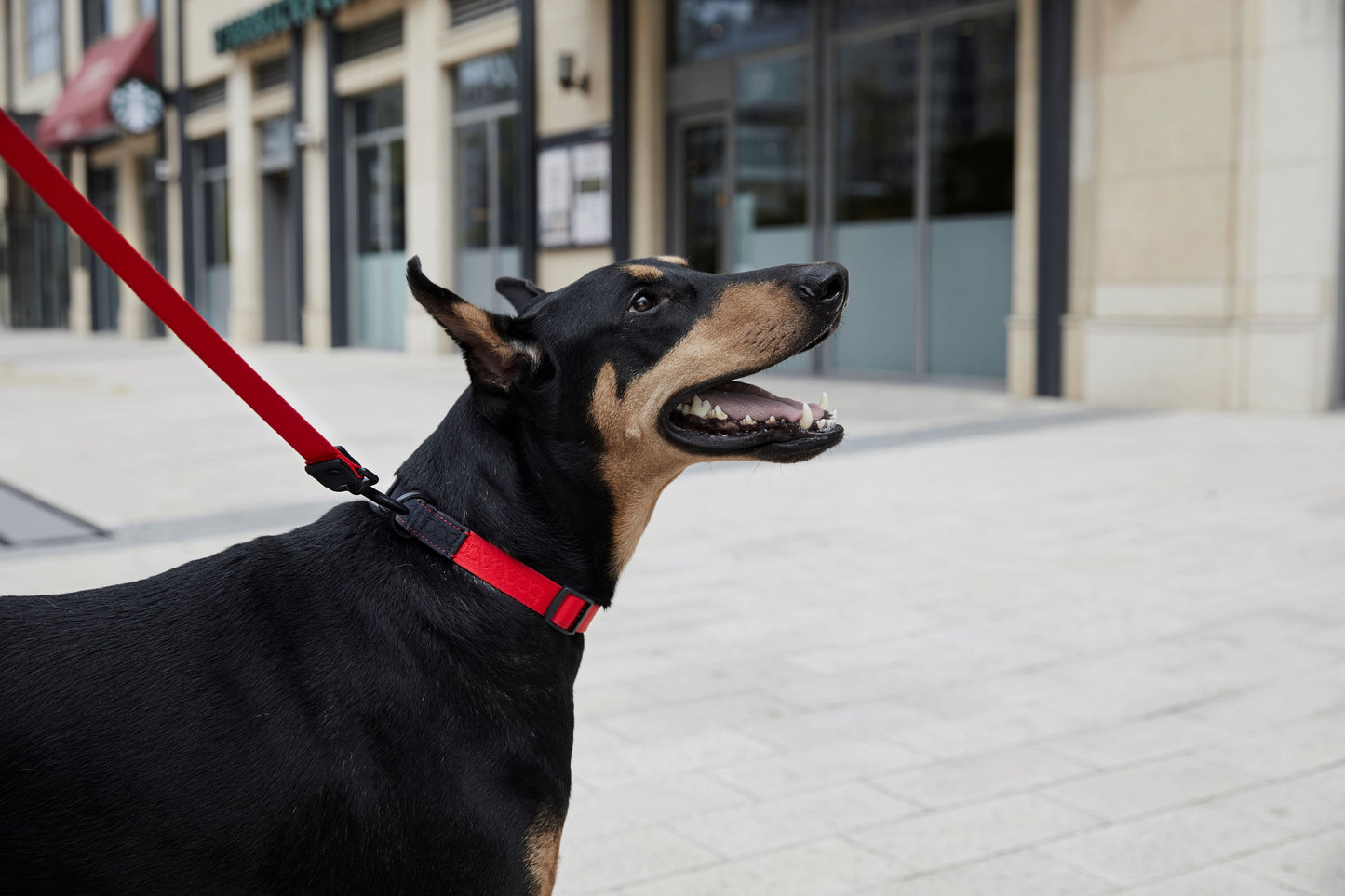 [BOONDOG] Original Collar Yellow