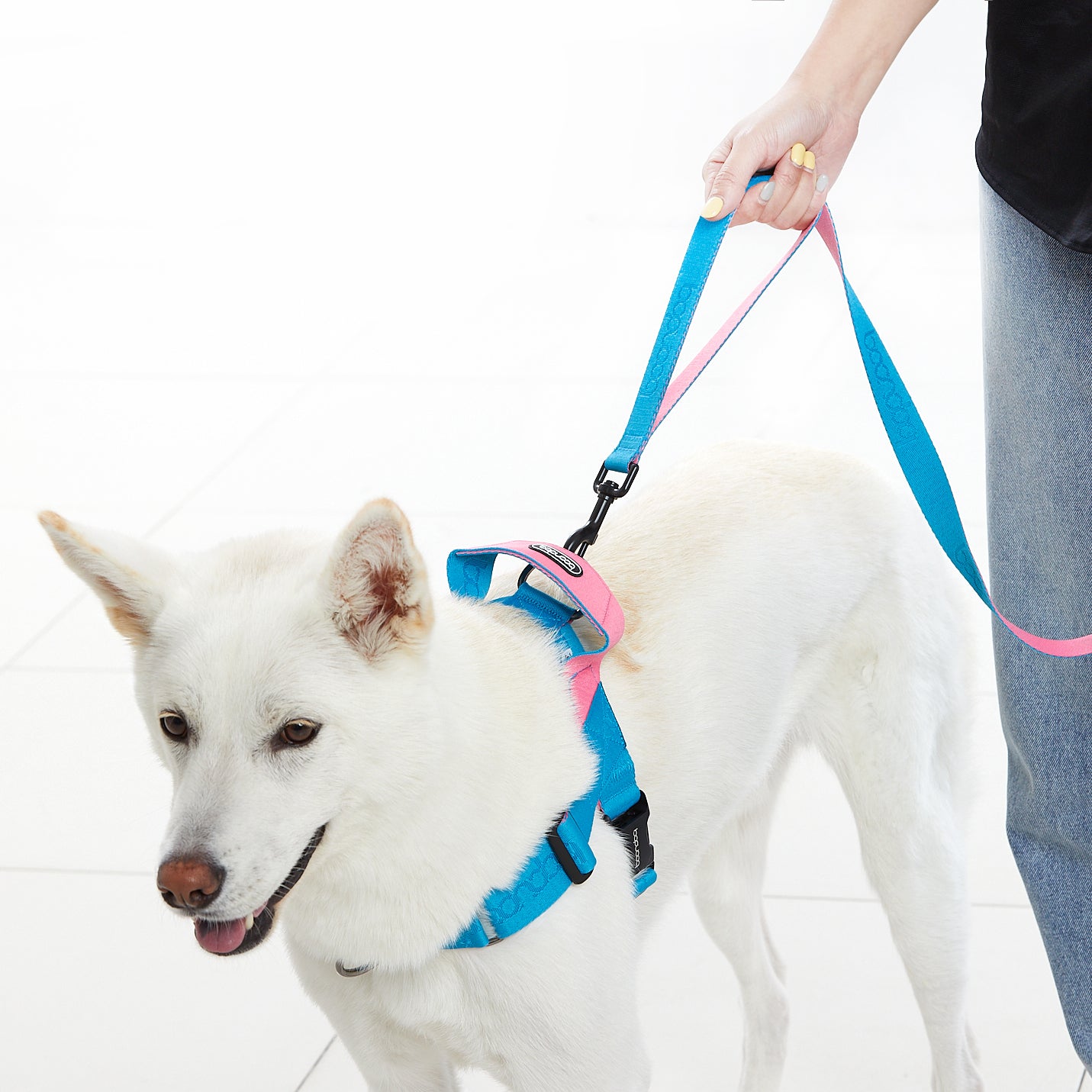 [BOONDOG] Play Leash 2.0 Cream Blue